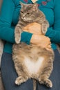 Thick, gray cat on the hands of a woman