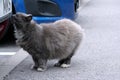 Thick gray fluffy street cat stands by a burgundy car on gray asphalt and sniffs it