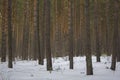 Thick gray yellow green coniferous forest in winter snowy forest