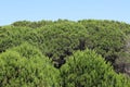 thick green foliage of the MARITIME PINE type trees Royalty Free Stock Photo