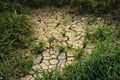 Thick green grass grows among dry cracked earth Royalty Free Stock Photo