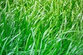 Thick green grass among other jungle greenery in my lush tropical garden. This beautiful wild grass is part of a pasture on my rur