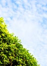 Thick green hedge & sky Royalty Free Stock Photo