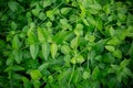 Thick green ivy leaves background