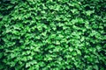 Thick green ivy leaves background