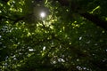 Thick green leaves of the tree through which a ray of light breaks through the bottom view