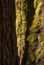 Thick Green Moss Covered Tree Peeks Through The Layers Of Other Trees Royalty Free Stock Photo