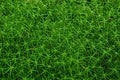 Thick green moss in the forest. Texture Royalty Free Stock Photo