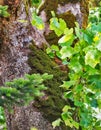 Thick Green Moss on Plane Old Tree Royalty Free Stock Photo