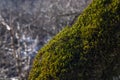 Thick green moss on a tree trunk Royalty Free Stock Photo