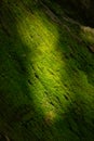 Thick Green Moss Texture with Dramatic Sunbeam and Shadow Royalty Free Stock Photo