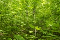 Thick green thicket
