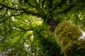 Thick green vegetation in humlegarden in stockholm Royalty Free Stock Photo