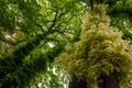 Thick green vegetation in humlegarden in stockholm Royalty Free Stock Photo