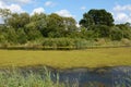 Thick green weed and algae covering a pond