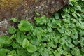Thick groundcover of false lily of the valley Royalty Free Stock Photo