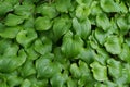 Thick groundcover of false lily of the valley