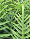 Thick Growth of Fern Leaves in a Tropical Forest Royalty Free Stock Photo