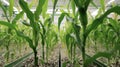 A thick healthy stalk of corn growing in a controlled environment showing off all its bright green leaves and silky tels