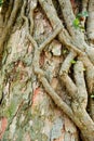 Ivy Roots at a Tree Trunk Royalty Free Stock Photo