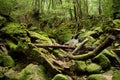 Japanese forest, Yakushima