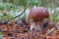 Thick king boletus mushroom in the forest close up. Surrounded by white moss and pine needles. Autumn sepe in the woods. Royalty Free Stock Photo