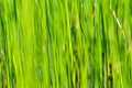 Background of seagrass closeups macro