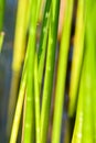 Background of seagrass closeups macro