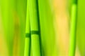 Background of seagrass closeups macro Royalty Free Stock Photo