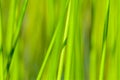 Background of seagrass closeups macro