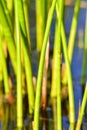 Background of seagrass closeups macro