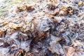 Last year`s leaves with frost, winter, Poland Royalty Free Stock Photo