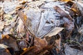 Last year`s leaves with frost, winter, Poland Royalty Free Stock Photo