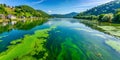 Thick layer of blue-green algae covers the entire surface of the Mosel river, blocking sunlight and affecting aquati Generative AI Royalty Free Stock Photo