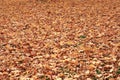 Brown Fallen Leaves on Grass, Sign of Autumn Royalty Free Stock Photo