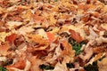 Brown Fallen Leaves on Grass, Sign of Autumn Royalty Free Stock Photo