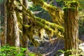 Mosses and Lichens on Trees near Silver Falls, Mount Rainier National Park, Washington State, Pacific Northwest, USA Royalty Free Stock Photo