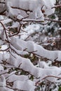 Thick layer of snow on the bare branches, the Netherlands