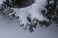 Thick layer of snow on branch of blue spruce Royalty Free Stock Photo