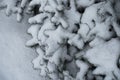 Thick layer of snow on branches of spruce Royalty Free Stock Photo