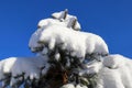 Spruce branches covered with a thick layer of snow against a blue sky Royalty Free Stock Photo