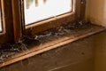 Thick layer of spider webs on a window pane. Old deserted house feeling, with window ledge and fame covered in white spiderweb Royalty Free Stock Photo