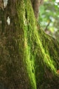 Thick Green Moss Covering Tree Bark in Humid Forest Royalty Free Stock Photo