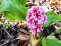Thick leaf Bergenia Saxifragaceae blooms in spring Royalty Free Stock Photo