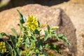 Thick-leaf ground-cherry or Yellow nightshade groundcherry (Physalis crassifolia) blooming in Joshua Tree National Park,