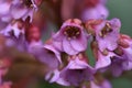 Thick-leaved badan or thick-leaved saxifrage or Mongolian tea Bergenia crassifÃÂ³lia Royalty Free Stock Photo