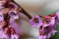 Thick-leaved badan or thick-leaved saxifrage or Mongolian tea Bergenia crassifÃÂ³lia Royalty Free Stock Photo