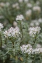 Disk-leaved Veronica pinguifolia, white flowers