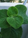 Thick leaves of Plectranthus amboinicus mexican mint, fragrant plant growing in a flowerpot Royalty Free Stock Photo