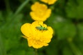 Thick legged flower beetle on a buttercup Royalty Free Stock Photo